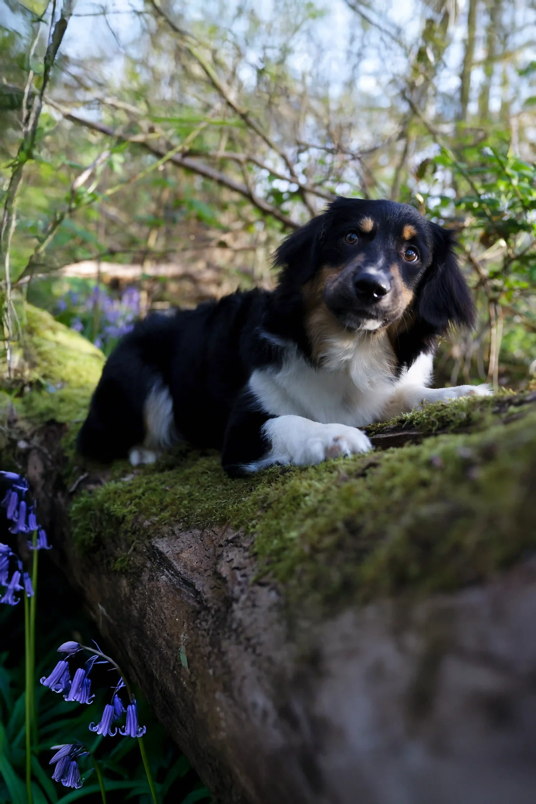 berger australien allongé sur un tronc avec de la mousse. Des jacinthes sont sur le coté. Shooting dans le bois de Maroeuil