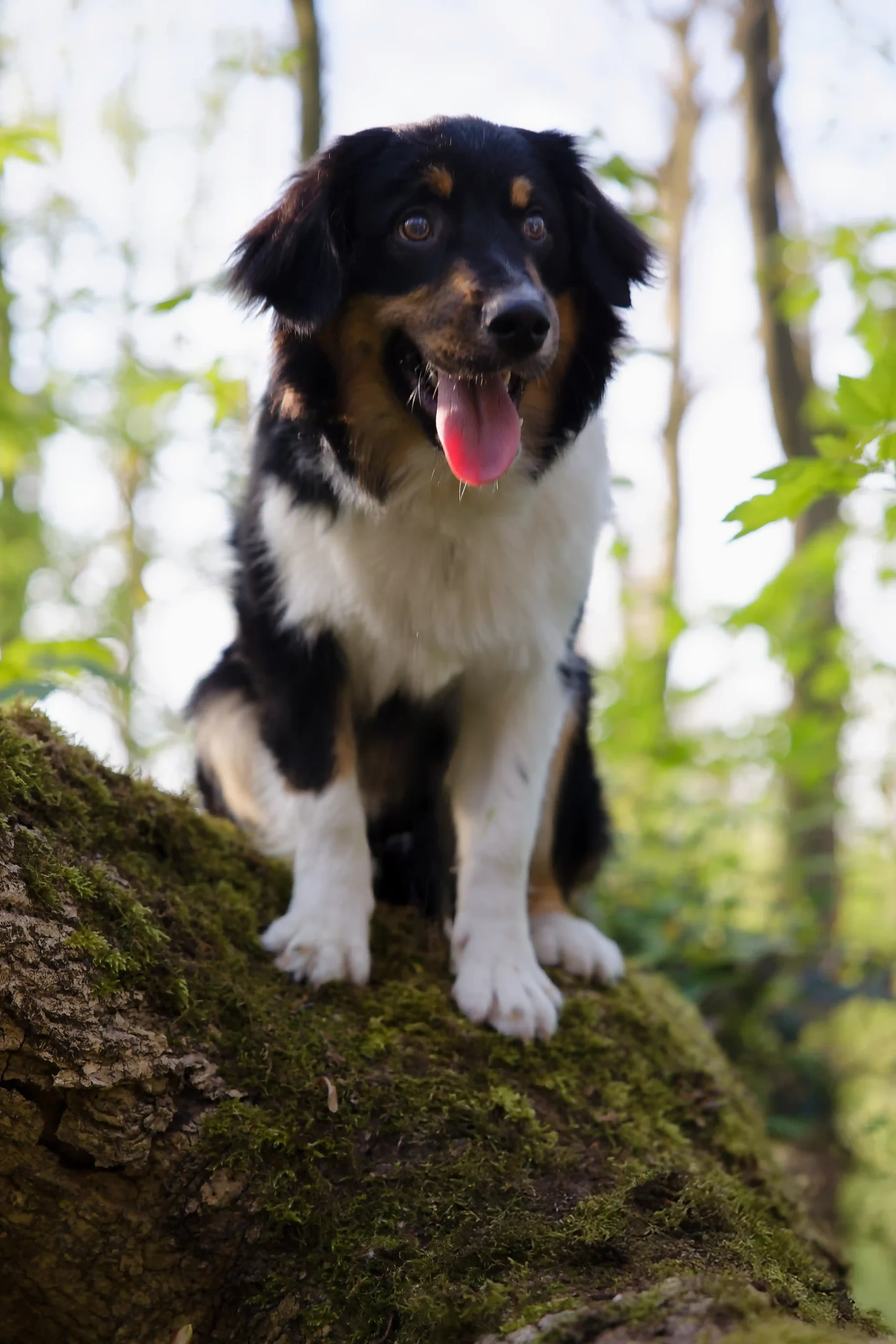 Photo d'un berger australien tricolore assis sur un tronc d'arbre couvert de mousse. L'animal a la gueule ouverte, la langue pendante et une expression de joie. L'arrière-plan est un sous-bois flou, créant une ambiance naturelle.