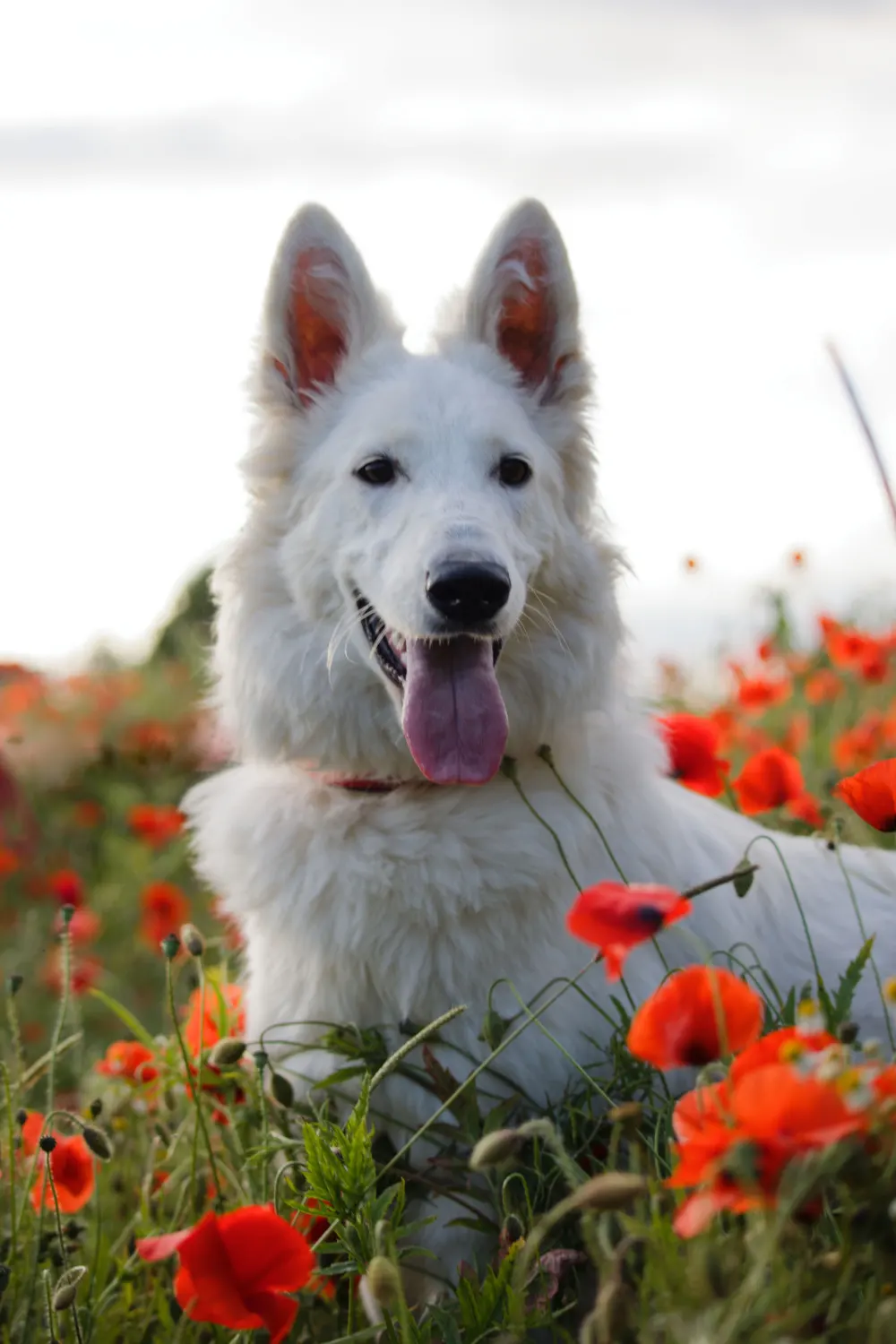 Chien berger blanc au milieu d'un champ de coquelicot. Il pose, la langue sortie
