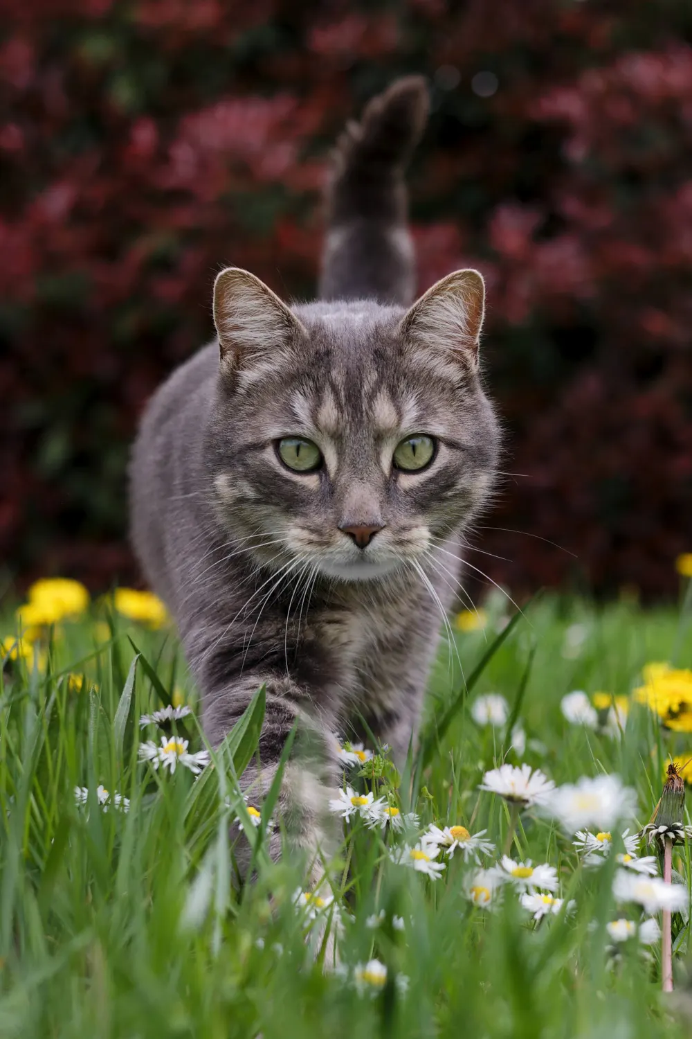Photo d'un chat tigré gris marchant vers l'avant à travers un champ de marguerites et de pissenlits. Le fond est un buisson rouge flou. La fourrure et les yeux de l'animal sont mis en évidence par l'éclairage naturel.
