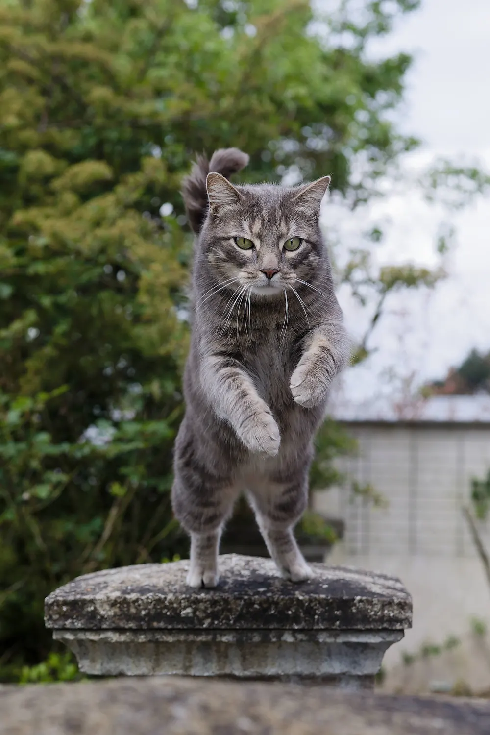 Photographie d'un chat tigré gris en train de sauter depuis le haut d'un pilier en pierre dans un jardin. L'animal a ses pattes avant en l'air et semble en mouvement, avec son corps musclé mis en valeur.