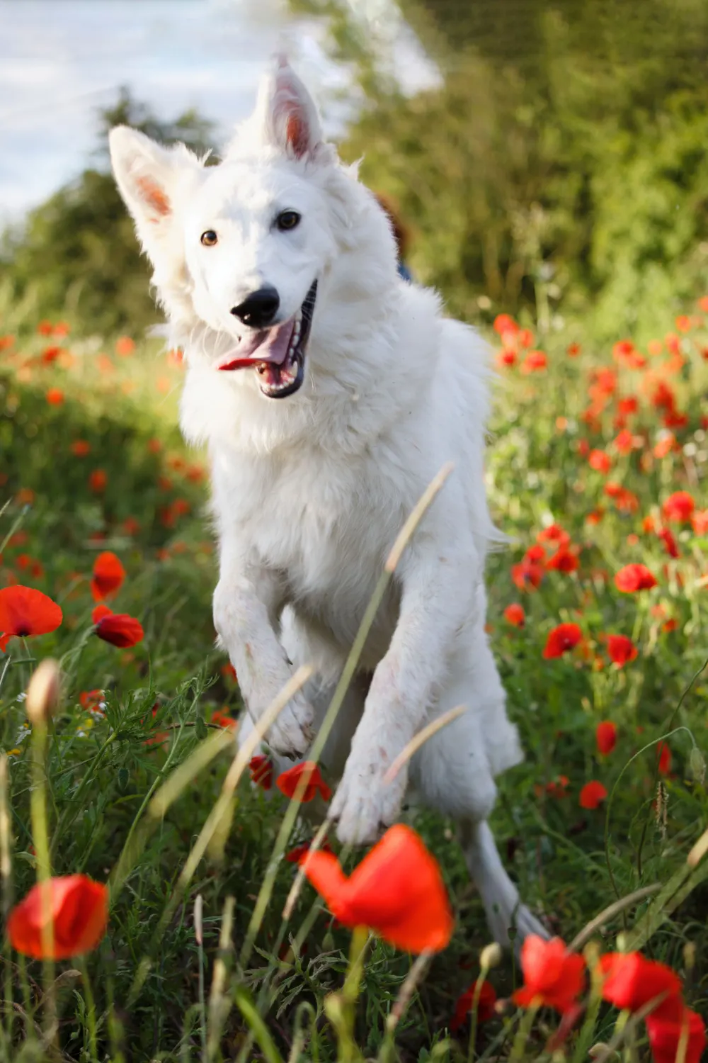Photo d'action d'un berger blanc suisse en plein saut dans un champ de coquelicots. L'animal a l'air joyeux et énergique, la gueule ouverte et la langue pendante.