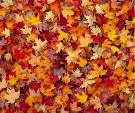 Fond photo représentant  des feuilles d'automne de couleur orange, beige. Ce fond peut servir pour le sol lors d'une séance photo.