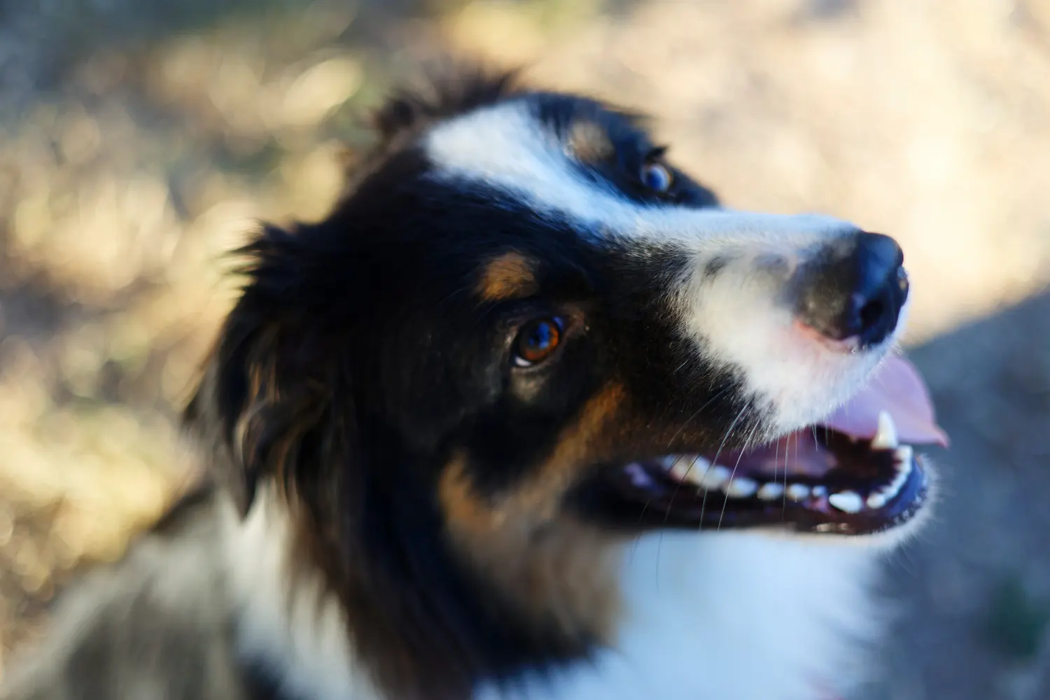 chien berger assis et regarde à coté. L'arrière plan a un joli bokeh.