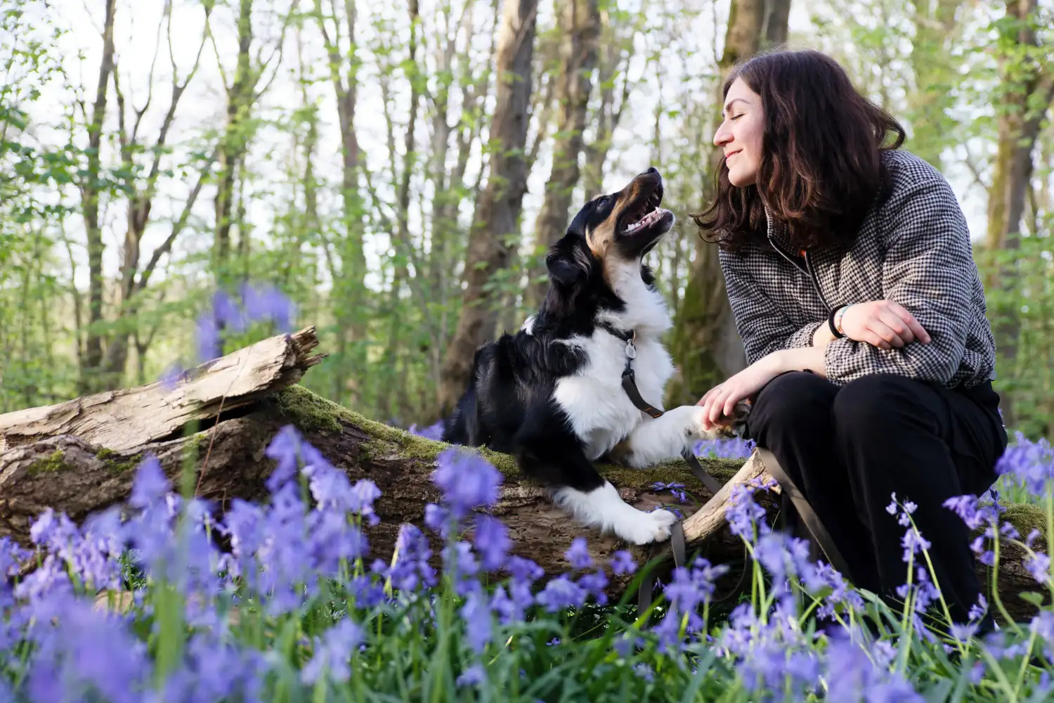 Une femme s'agenouille à côté de son chien, un berger australien tricolore, dans une forêt de jacinthes des bois. Le chien a une patte sur un tronc d'arbre tombé, et le regard de la femme et de son chien se croisent affectueusement, créant une scène de complicité