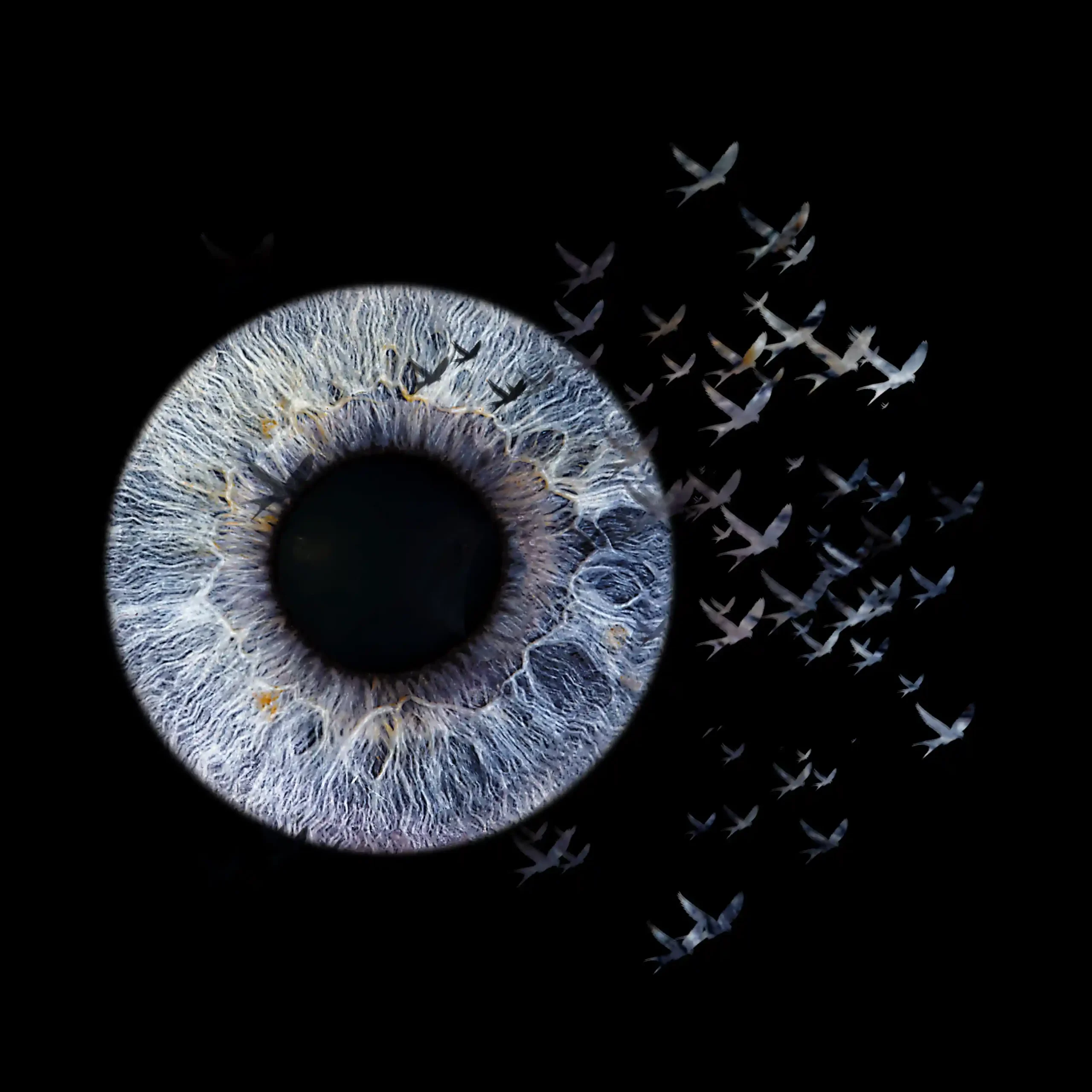 Gros plan artistique d'un iris humain bleu et gris, entouré d'une nuée d'oiseaux qui s'échappent de l'œil vers l'extérieur. Le fond est noir, ce qui met en valeur le sujet et les oiseaux. L'image évoque l'évasion et la liberté.