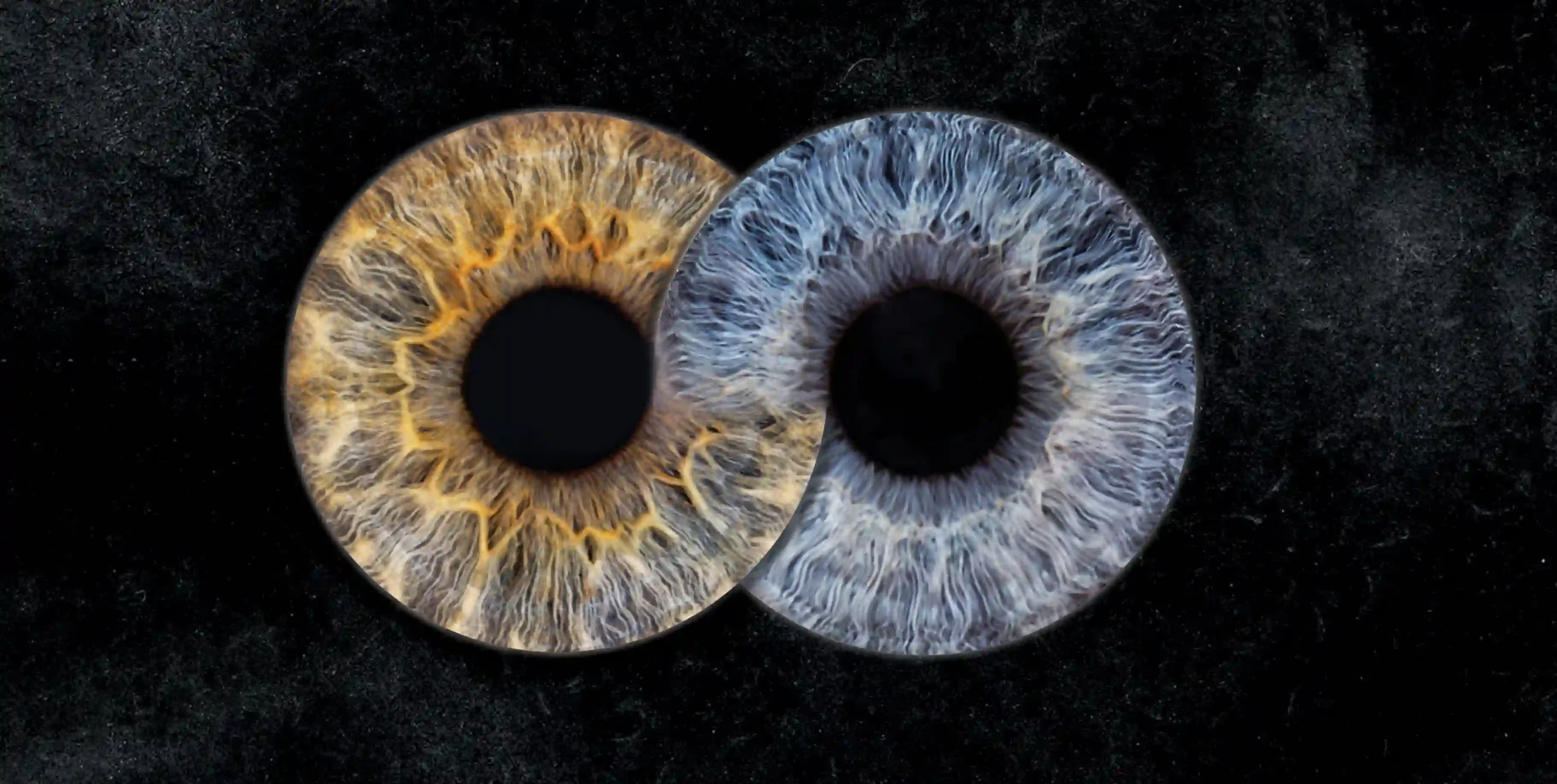 Gros plan artistique de deux iris humains qui s'entremêlent sur un fond noir. L'iris de gauche est principalement marron et jaune, tandis que celui de droite est bleu et gris. Les deux iris présentent une texture et des motifs complexes, mettant en évidence les détails de l'œil humain.