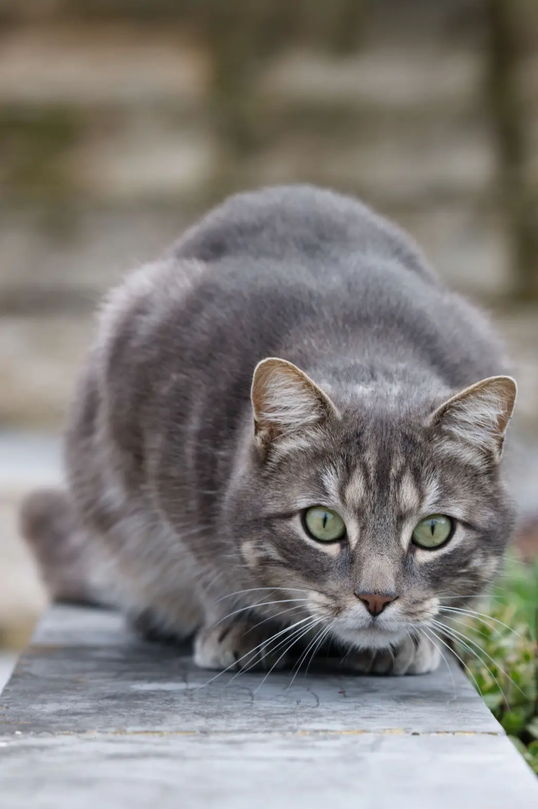 Gros plan sur un chat gris et tigré, accroupi et regardant vers l'objectif. Son corps est courbé, prêt à bondir, et ses yeux verts sont ronds et expressifs, créant une image de concentration.