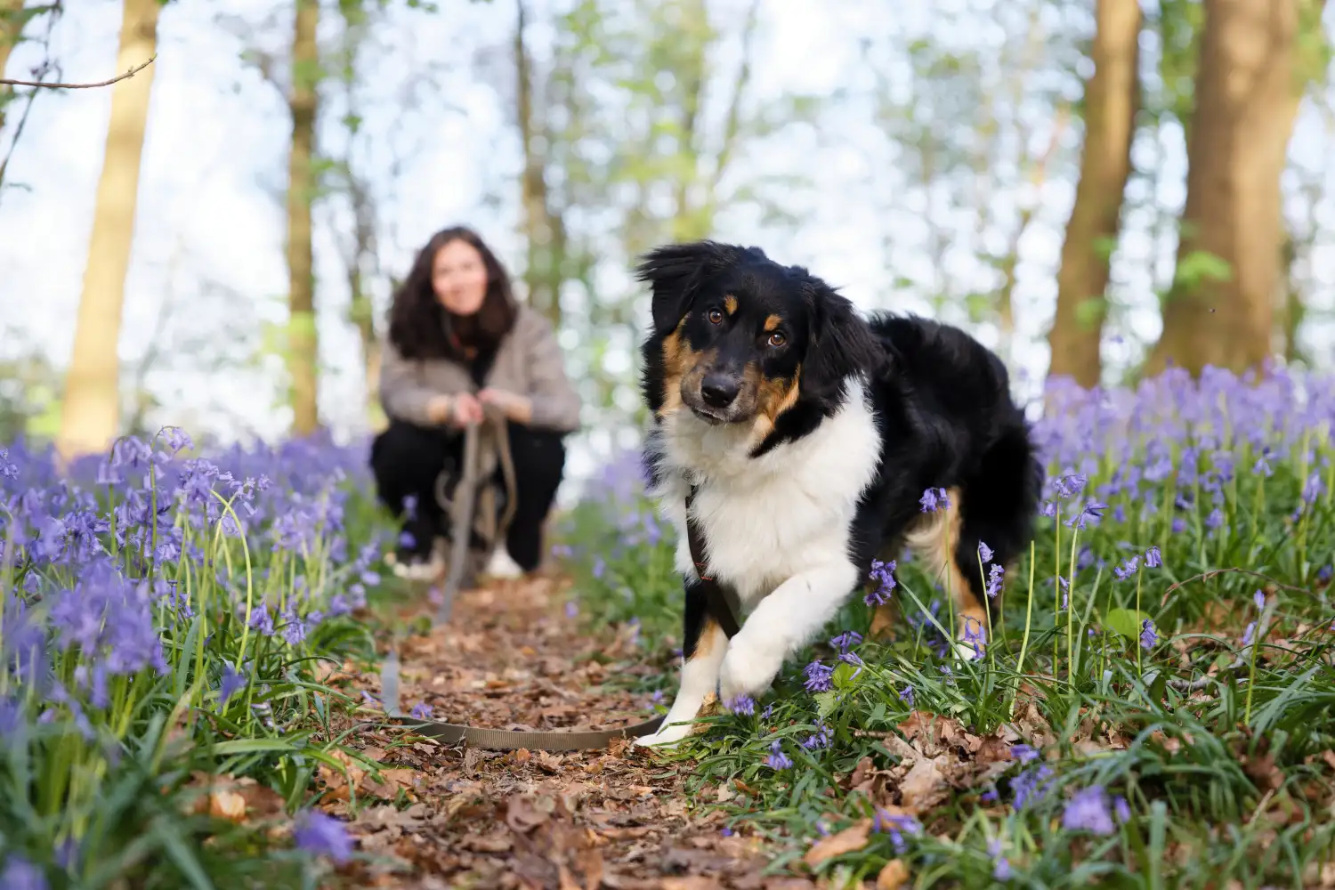 Un berger australien tricolore marche sur un sentier bordé de jacinthes des bois violettes et bleues. Sa maîtresse est accroupie en arrière-plan et tient la laisse. Le chien regarde l'objectif, les oreilles dressées.